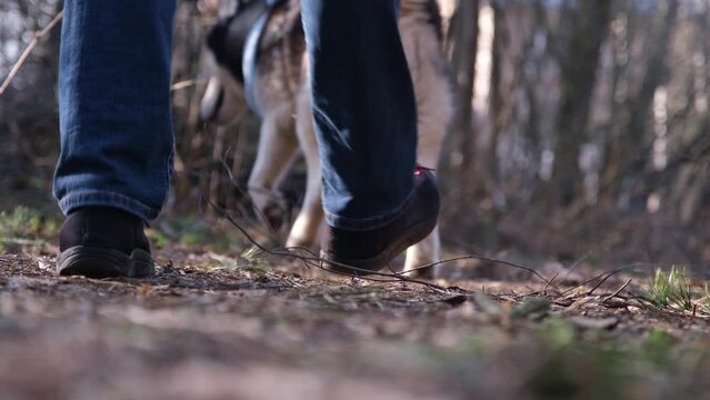 Walking with a dog in the forest or park. The owner leads his fluffy pet on a leash along a forest path. Back view. Blurred image. The rays of the sun, morning or evening