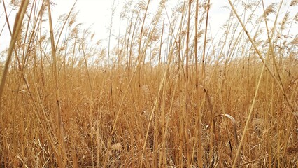 Fototapeta premium 行く手を阻むほど一面に広がり高く育った葦