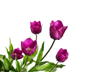 Fototapeta na wymiar purple tulips isolated on white background