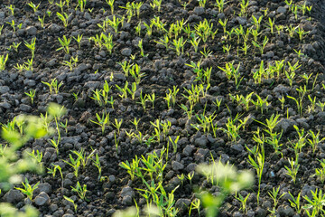 Seedlings sprouting in the sun