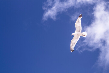 seagull in flight