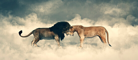 confrontation concept, 2 lions head to head
