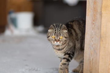 Cat and the snow. Gray cat in winter walks on a snowy field