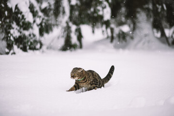 Cat and the snow. Gray cat in winter walks on a snowy field