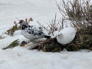 Obraz premium birds in the snow
