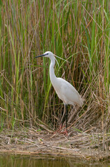 aigrette garzette en marais