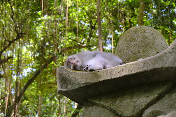 Long-tailed macaques (Macaca fascicularis) in Sacred Monkey Forest, Ubud, Indonesia
