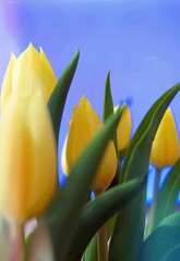 Fototapeta Piękne żółte tulipany na błękitnym tle obraz