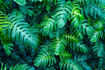 creative tropical monstera green leaves