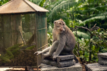 Long-tailed macaques (Macaca fascicularis) in Sacred Monkey Forest, Ubud, Indonesia