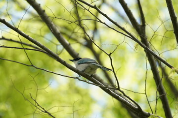 Fototapeta premium azure winged magpie on a branch