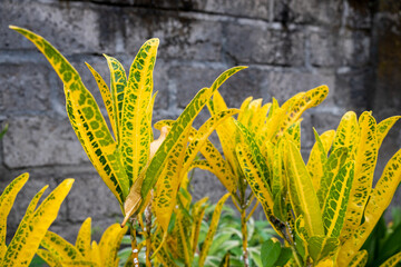 Garden green and yellow leaves plant. Codiaeum variegatum