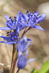 Scilla silvestre