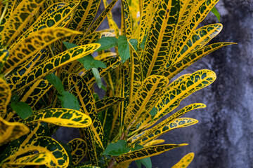 Garden green and yellow leaves plant. Codiaeum variegatum