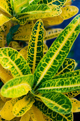 Garden green and yellow leaves plant. Codiaeum variegatum