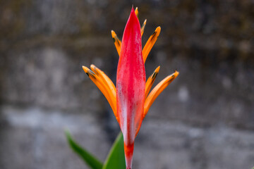 Bright Orange Heliconia Golden Torch (Heliconia psittacorum x Heliconia spathocircinata) in Guyana, South America