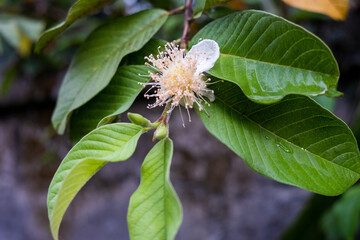Flower of Psidium guajava, the common guava, yellow guava or lemon guava on green background.