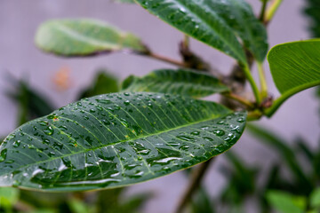 green leaves close up