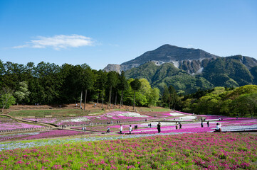 芝桜と武甲山