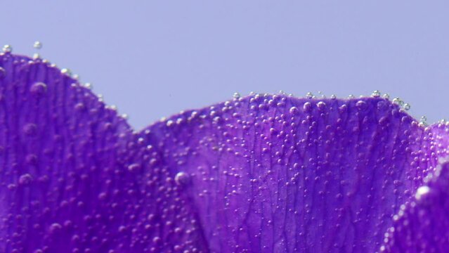 Lilac flower beautiful petals with small bubbles of air on a blue background. Stock footage. Blooming violet flower petals.