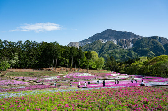 芝桜 の画像 68 726 件の Stock 写真 ベクターおよびビデオ Adobe Stock