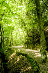 奈良県・奈良市春日山の自然林道