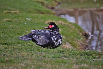 Duck in the farm in the spring 