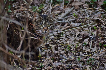 Cat in the wildlife 