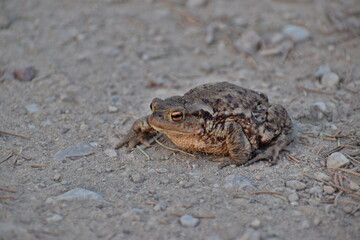 Frog sitting on the ground