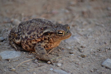 Frog sitting on the ground