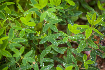 Fresh clover leaves with morning dew and water droplets