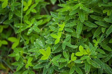 Fresh clover leaves with morning dew and water droplets