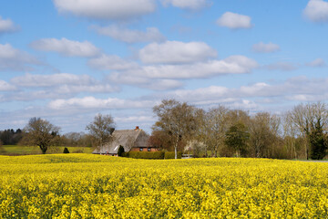 Rapsbl&uuml;te in Schleswig-Holstein