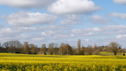 Obraz premium Rapsblüte in Schleswig-Holstein
