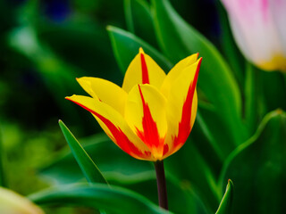 Red yellow tulip