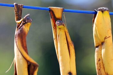 bio banana peels for drying and subsequent pulverization into potassium and nitrogen fertilizer