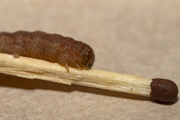 brown caterpillar on a match