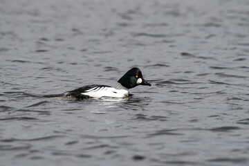 duck ordinary eggnog on the water