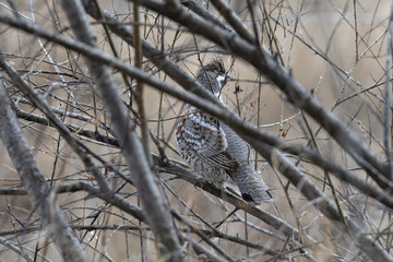 grouse on the branches of a shrub
