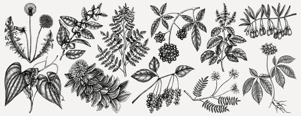 Medicinal plants illustrations collection. Hand-sketched adaptogenic berries, weeds, herbs set. Perfect for recipe, menu, label, packaging. Vector plants outlines. Botanical elements in vintage style.