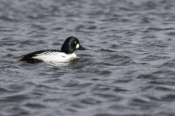 duck ordinary eggnog on the water