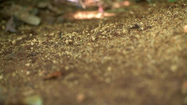 Leaf cutter Ants Carry Clumps Of Dirt Out Of The Colony in the rainforest of Panama, Central America