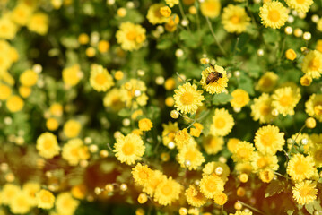Bee suck pollen from yellow Chrysanthemum flowers.