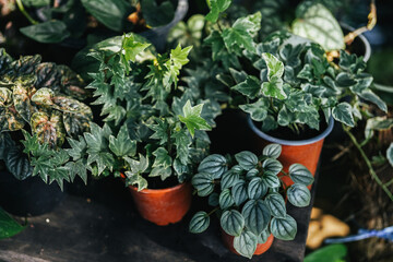 variegated ivy leaves in small pot as decorative plant 