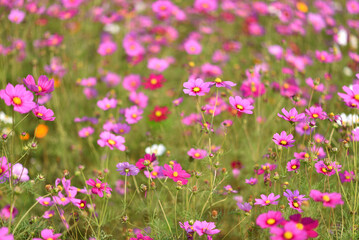 Pink Cosmos flowers, Flowers background