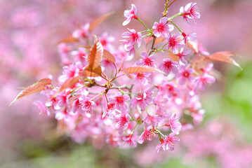Winter-blooming Wild Himalayan Cherry flowers, Chiang Mai, Thailand.