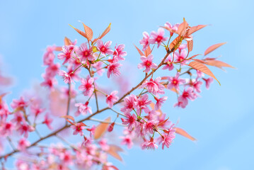 Winter-blooming Wild Himalayan Cherry flowers, Chiang Mai, Thailand.