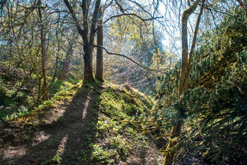 Fototapeta premium Cumbernauld Glen Wildlife Reserve. Scotland. UK. The ancient woodland of Cumbernauld Glen is a haven for wildlife and also provides an important, relaxing environment for local people.