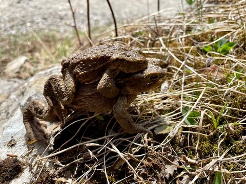 Frogs mating in Spring 