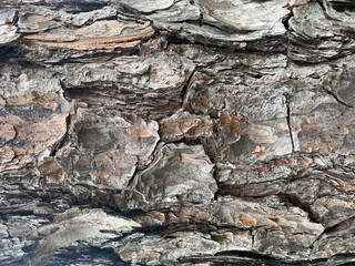 Closeup of cracked tree bark.